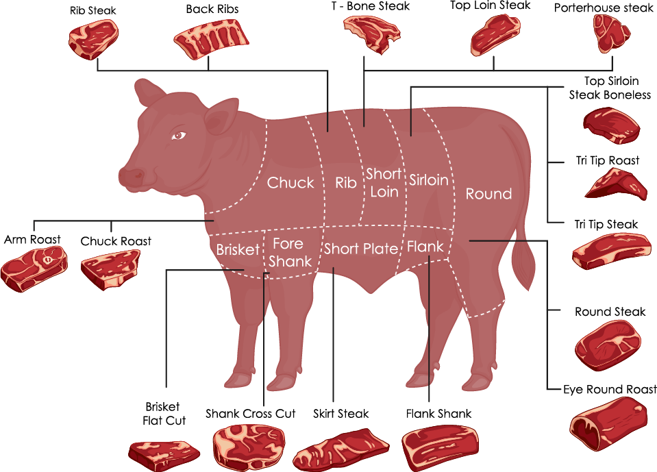 illustrated chart of beef cuts